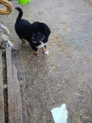 Linus, Wenn Hoffnung ein Zuhause sucht, Mischling Welpen - Rüde