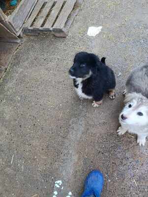 Linus, Wenn Hoffnung ein Zuhause sucht, Mischling Welpen - Rüde
