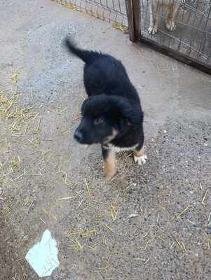 Linus, Wenn Hoffnung ein Zuhause sucht, Mischling Welpen - Rüde