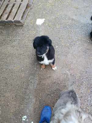 Linus, Wenn Hoffnung ein Zuhause sucht, Mischling Welpen - Rüde