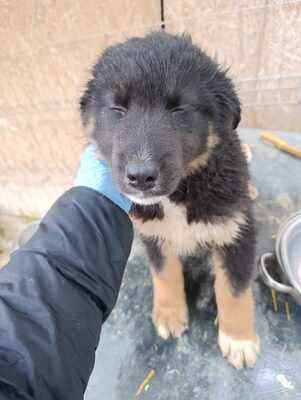 Linus, Wenn Hoffnung ein Zuhause sucht, Mischling Welpen - Rüde