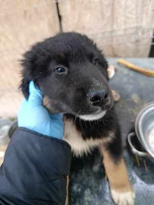 Linus, Wenn Hoffnung ein Zuhause sucht, Mischling Welpen - Rüde
