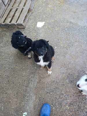 Linus, Wenn Hoffnung ein Zuhause sucht, Mischling Welpen - Rüde