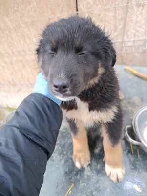 Linus, Wenn Hoffnung ein Zuhause sucht, Mischling Welpen - Rüde