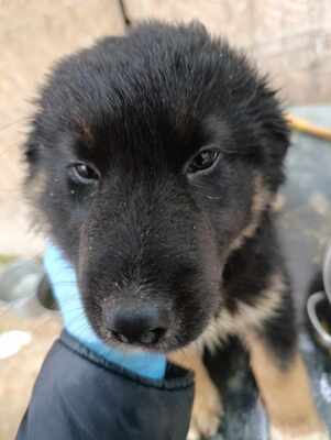 Linus, Wenn Hoffnung ein Zuhause sucht, Mischling Welpen - Rüde