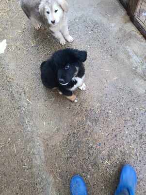 Linus, Wenn Hoffnung ein Zuhause sucht, Mischling Welpen - Rüde