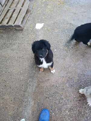 Linus, Wenn Hoffnung ein Zuhause sucht, Mischling Welpen - Rüde