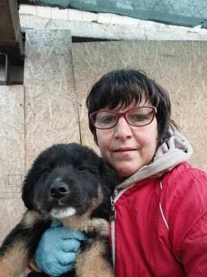 Linus, Wenn Hoffnung ein Zuhause sucht, Mischling Welpen - Rüde