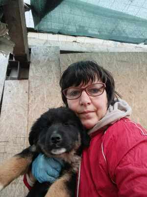 Linus, Wenn Hoffnung ein Zuhause sucht, Mischling Welpen - Rüde