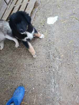 Linus, Wenn Hoffnung ein Zuhause sucht, Mischling Welpen - Rüde