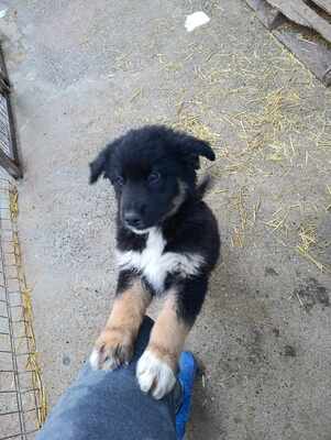 Linus, Wenn Hoffnung ein Zuhause sucht, Mischling Welpen - Rüde