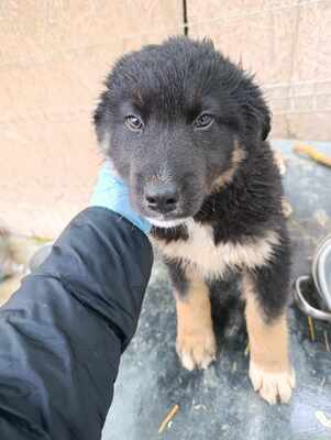 Linus, Wenn Hoffnung ein Zuhause sucht, Mischling Welpen - Rüde