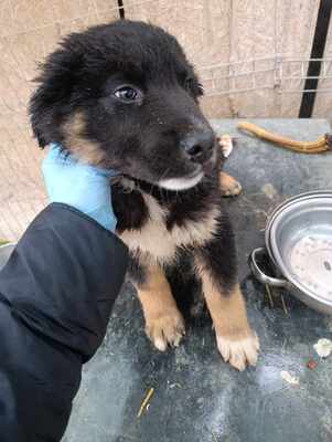 Linus, Wenn Hoffnung ein Zuhause sucht, Mischling Welpen - Rüde
