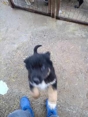 Linus, Wenn Hoffnung ein Zuhause sucht, Mischling Welpen - Rüde