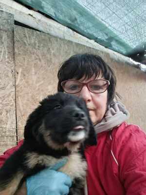 Linus, Wenn Hoffnung ein Zuhause sucht, Mischling Welpen - Rüde