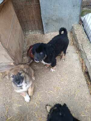 Linus, Wenn Hoffnung ein Zuhause sucht, Mischling Welpen - Rüde