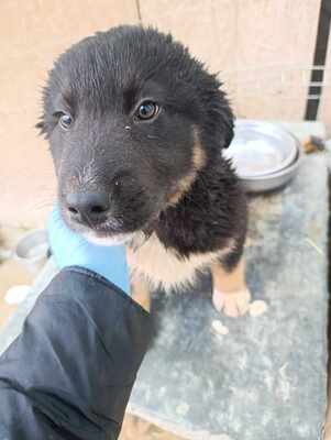 Linus, Wenn Hoffnung ein Zuhause sucht, Mischling Welpen - Rüde