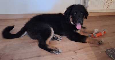 Linus möchte gerne das Hunde 1x1 lernen