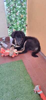 Linus möchte gerne das Hunde 1x1 lernen, Mischling Welpen - Rüde
