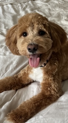 Lio, Maltipoo - Rüde