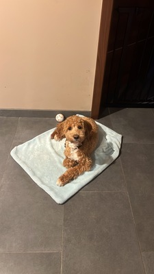 Lio, Maltipoo - Rüde