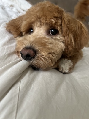 Lio, Maltipoo - Rüde