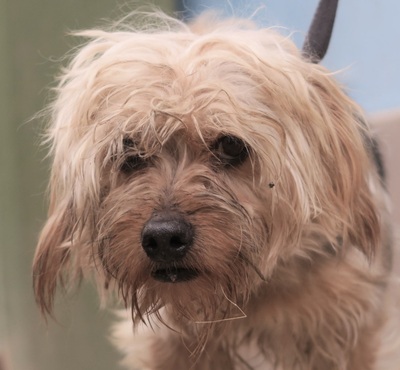 Lio, Yorkie - Mix - Rüde