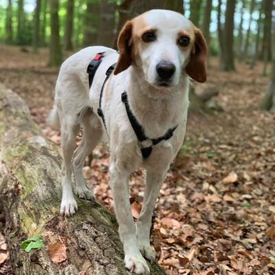 Lio - aufgeschlossen, fröhlich, menschenbezogen 🥰, Mischling - Rüde