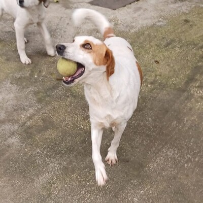 Lio - spielfreudig & offen für alles 🏀, Mix - Rüde