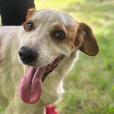 Lio - spielfreudig & offen für alles 🏀, Mix - Rüde