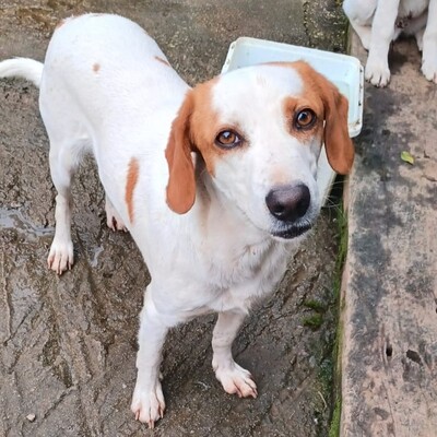 Lio - spielfreudig & offen für alles 🏀, Mix - Rüde