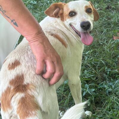 Lio - spielfreudig & offen für alles 🏀, Mix - Rüde