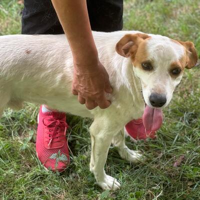Lio - spielfreudig & offen für alles 🏀, Mix - Rüde