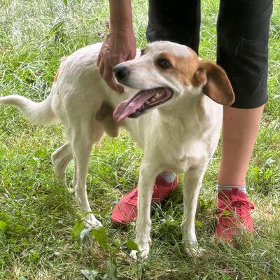 Lio - spielfreudig & offen für alles 🏀, Mix - Rüde