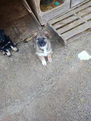 Lio - wenn Hoffnung ein Zuhause sucht