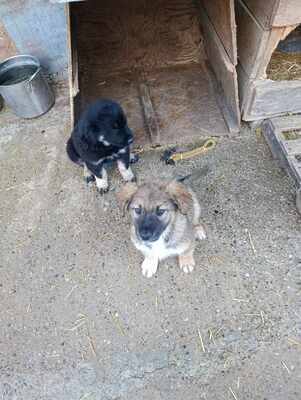 Lio - wenn Hoffnung ein Zuhause sucht, Mischling Welpen - Rüde