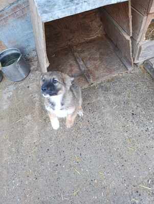 Lio - wenn Hoffnung ein Zuhause sucht, Mischling Welpen - Rüde