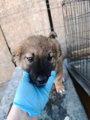 Lio - wenn Hoffnung ein Zuhause sucht, Mischling Welpen - Rüde
