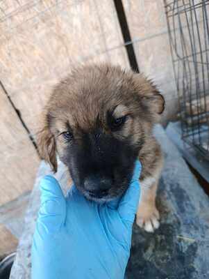 Lio - wenn Hoffnung ein Zuhause sucht, Mischling Welpen - Rüde