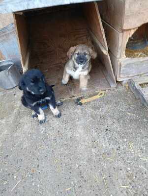 Lio - wenn Hoffnung ein Zuhause sucht, Mischling Welpen - Rüde