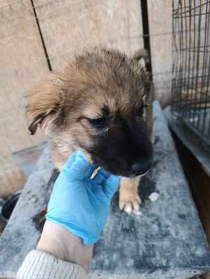 Lio - wenn Hoffnung ein Zuhause sucht, Mischling Welpen - Rüde