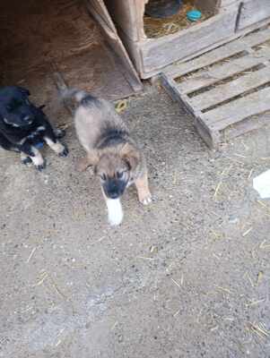 Lio - wenn Hoffnung ein Zuhause sucht, Mischling Welpen - Rüde