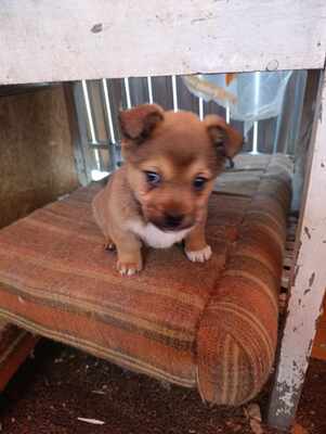Lion – ein kleiner Herzensbrecher auf der Suche nach seinem Zuhause 🐾❤️, Mischling Welpen - Rüde