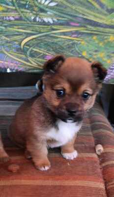 Lion – ein kleiner Herzensbrecher auf der Suche nach seinem Zuhause 🐾❤️, Mischling Welpen - Rüde