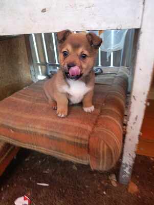 Lion – ein kleiner Herzensbrecher auf der Suche nach seinem Zuhause 🐾❤️, Mischling Welpen - Rüde