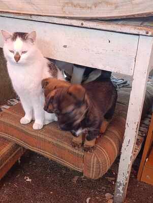 Lion – ein kleiner Herzensbrecher auf der Suche nach seinem Zuhause 🐾❤️, Mischling Welpen - Rüde