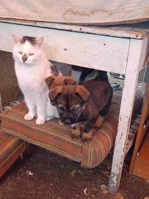 Lion – ein kleiner Herzensbrecher auf der Suche nach seinem Zuhause 🐾❤️, Mischling Welpen - Rüde