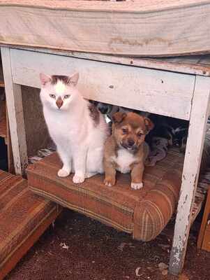 Lion – ein kleiner Herzensbrecher auf der Suche nach seinem Zuhause 🐾❤️, Mischling Welpen - Rüde