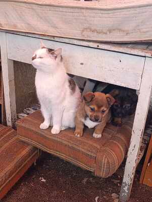 Lion – ein kleiner Herzensbrecher auf der Suche nach seinem Zuhause 🐾❤️, Mischling Welpen - Rüde