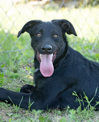 Lionell - verspielt, sehr bewegungsfreudig, liebt Spielsachen und Wasser, menschenbezogen, verschmust